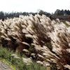 Miscanthus